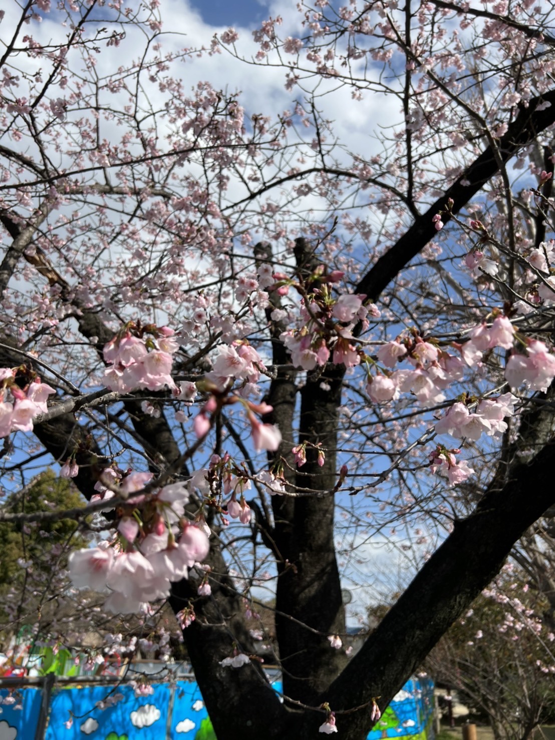 今津紅寒桜、咲く🌸 | 石井としろう 西宮市長